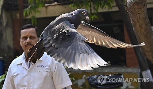인도 경찰에 '중국 간첩'으로 오인받아 붙잡혀 갇힌 생활을 해온 비둘기가 8개월만인 지난달 30일 뭄바이에서 풀려나고 있다. 뭄바이=AP연합뉴스)