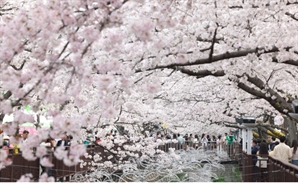 '4월=벚꽃축제' 공식 깨져…올 진해군항제 가장 빨리 열린다