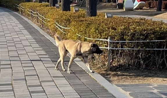 '얼굴 물려 50바늘 꿰맸다'…부산 시민들 떨게 한 '야생 들개' 결국