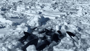 "작은 구멍으로 겨우 숨 한번"…단단한 얼음덩어리에 갇힌 범고래 떼[영상]