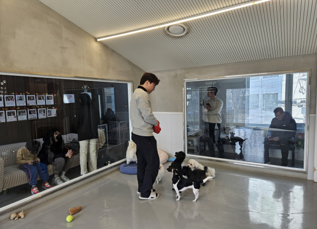 8일 서울 서초구 서초동물사랑센터에서 설 연휴 동안 머무르는 강아지들이 먹이를 먹기 위해 모여들고 있다. 박민주 기자