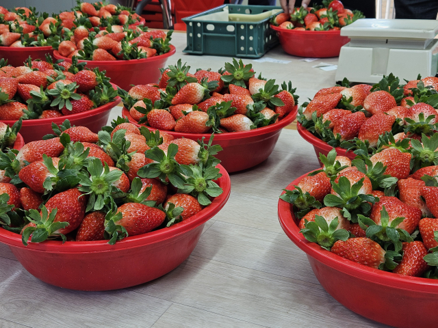 충남 논산의 한 농장에서 수확한 딸기 품종 ‘킹스베리’가 바구니에 가득 담겨 있다. 사진=황동건 기자