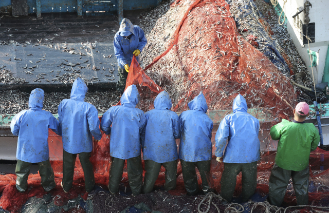부산 기장군 대변항에서 어부들이 그물에 걸린 멸치를 털어내고 있다. 연합뉴스