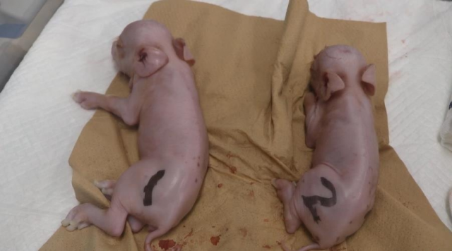 일본에서 태어난 유전자 조작 돼지./사진=포르메드텍 유튜브 계정 캡쳐
