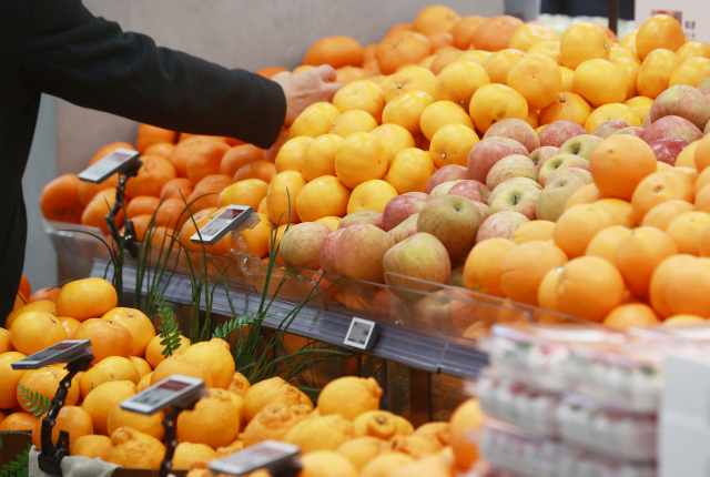 설 연휴를 하루 앞둔 8일 서울 시내 한 대형마트에서 시민이 과일을 고르고 있다. 농식품부에 따르면 사과, 배 등의 가격이 작년 설 성수기보다 각각 10.7%, 19.2% 높다. 연합뉴스