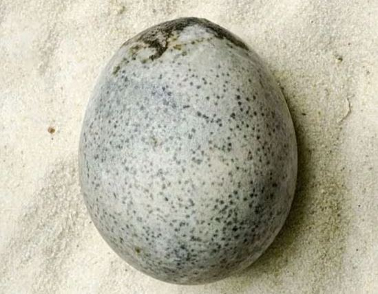 1700년 전 달걀 속에 흰자·노른자가 '그대로'…로마 시대 조류 비밀 풀릴까