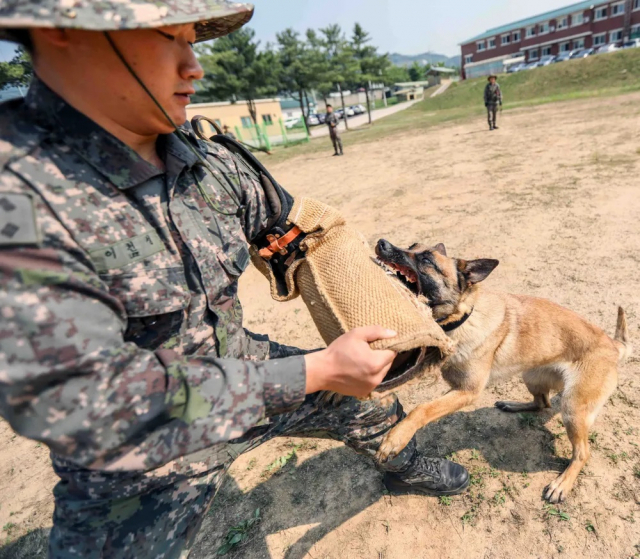 ‘軍犬’ 신분은…‘견번’만 있을 뿐 ‘계급’은 없다[이현호 기자의 밀리터리!톡]