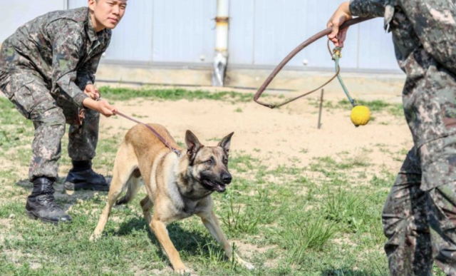 ‘軍犬’ 신분은…‘견번’만 있을 뿐 ‘계급’은 없다[이현호 기자의 밀리터리!톡]