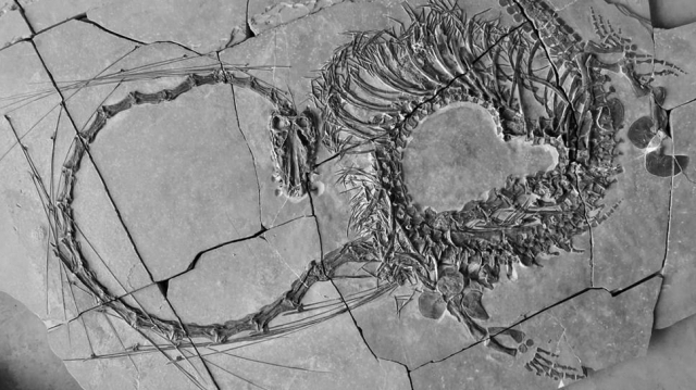 전설의 '용' 진짜 실존했나…2억4000만년 전 파충류 화석 발견