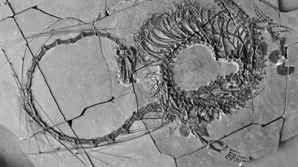 전설의 '용' 진짜 실존했나…2억4000만년 전 파충류 화석 발견