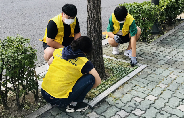 강북구 나무돌보미들이 담당 가로수 주변을 청소하고 있다. 사진 제공=강북구