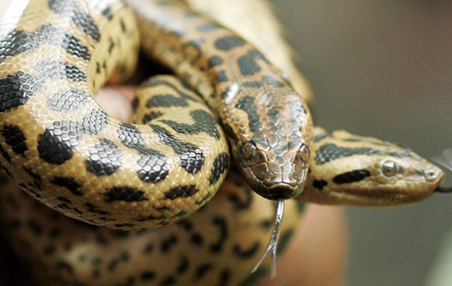 '세계에서 가장 큰 뱀' 아나콘다 새로운 종 발견…아마존 열대우림서 서식