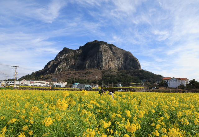 지난달 26일 제주 서귀포시 안덕면 사계리의 유채밭을 찾은 관광객이 모처럼의 화창한 날씨를 즐기고 있다. 연합뉴스