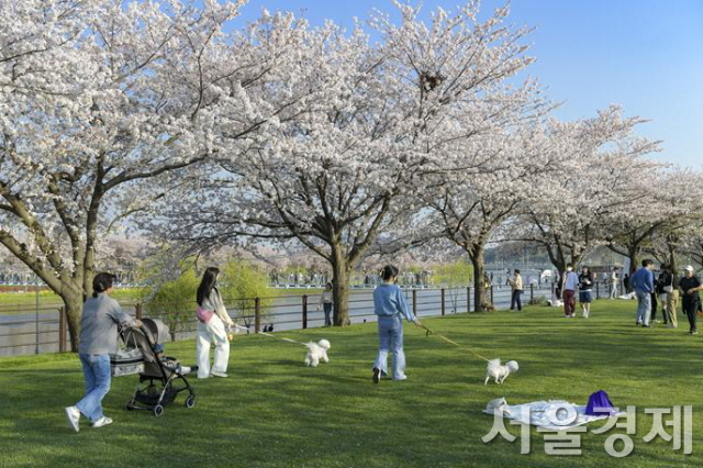 순천시가 조성한 반려동물 동반의 ‘그린아일랜드’ 모습. 사진 제공=문체부