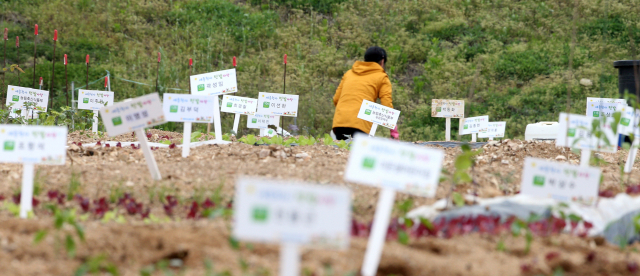 세종시 도움로 정부세종청사 인근 주말농장. 연합뉴스.