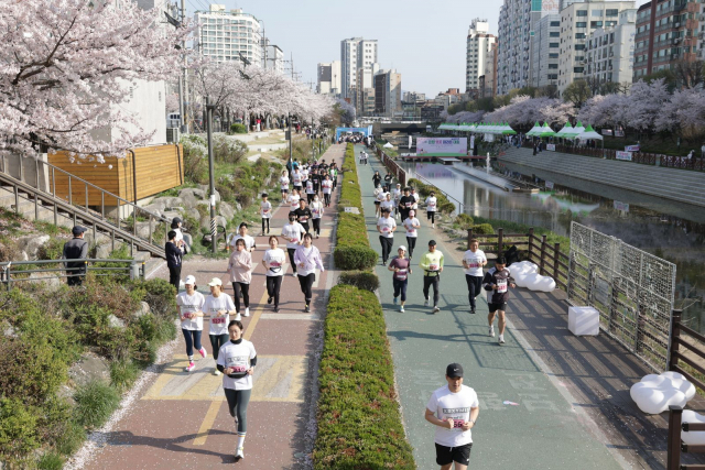 불광천 벚꽃 마라톤대회. 사진제공=은평구