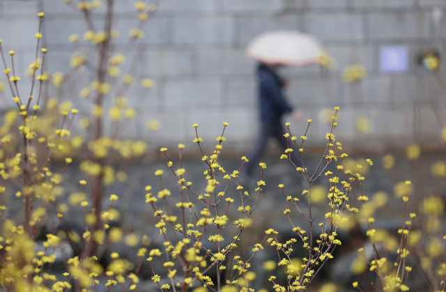 비가 내린 7일 오후 우산을 쓴 시민이 산수유꽃이 핀 서울 청계천을 지나고 있다. 연합뉴스