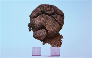 저 작은 덩어리가 8600년 전 빵? "튀르키예 유적지서 놀라운 발견"