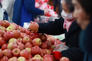외국선 다양한 사과 맛보는데…한국은 80%가 부사·홍로