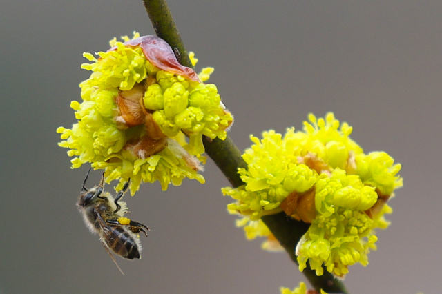 봄비가 그친 뒤 포근한 날씨를 보인 12일 오후 서울 종로구 창경궁에 핀 생강나무꽃에서 벌들이 꿀을 따고 있다. 연합뉴스