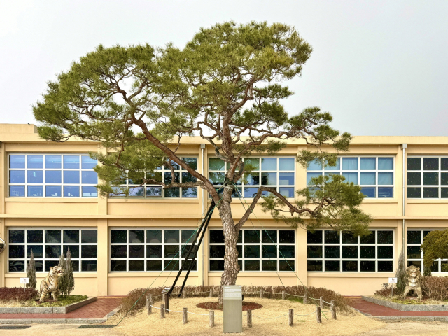 옛 지수소등학교에 조성된 K기업가정신센터 부자 소나무. 사진제공=진주시