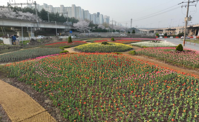 지난해 부산 화명생태공원 내 꽃단지에서 핀 튤립. 사진제공=부산시