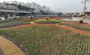 "부산 화명생태공원에 튤립 보러 오세요"