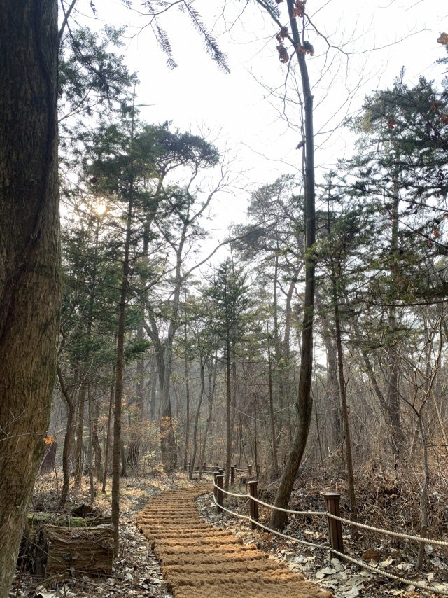 광릉숲 정원벨트 오솔길. 사진제공=국립수목원