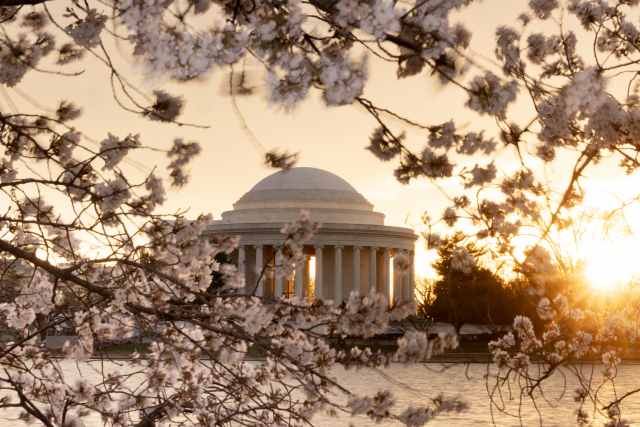 18일 미국 워싱턴DC의 인공호수 ‘타이들 베이슨’ 일대에 벚꽃이 절정을 이룬 가운데 벚나무 가지 뒤로 토머스 제퍼슨 기념관이 보인다. EPA연합뉴스