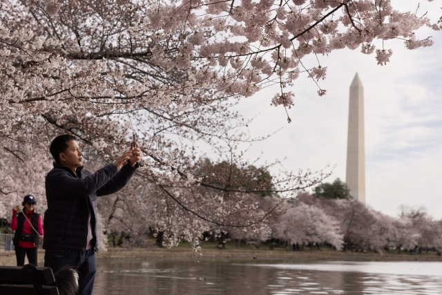 18일(현지 시간) 미국 워싱턴DC 벚꽃 명소인 인공호수 ‘타이들 베이슨’에서 한 방문객이 벚꽃 사진을 찍고 있다. EPA연합뉴스