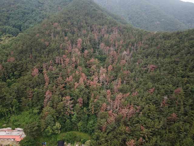 경남 밀양지역 재선충병 집단발생 시 모습. 사진제공=산림청