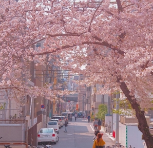 MZ "총선날 일본 벚꽃구경 가는데요"…日여행, 총선 변수되나