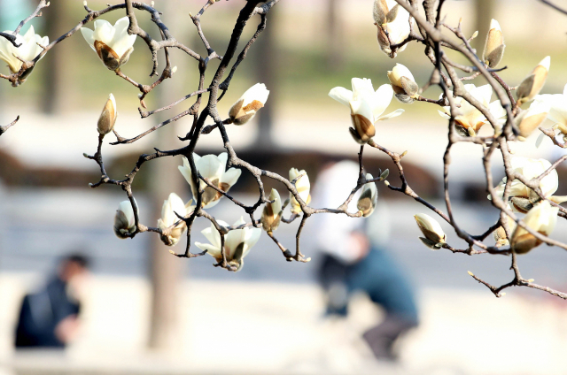 15일 광주 북구 전남대학교 교정에 목련이 피어있다. 연합뉴스