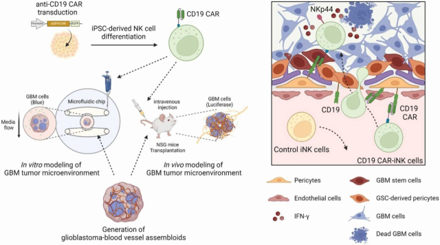 교모세포종 유발 실험쥐 모델에서 진행한 iPSC CAR-NK 효능 실험 결과. 사진 제공=마루테라퓨틱스