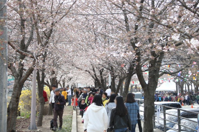 만개한 안양천의 벚꽃을 즐기는 시민들. 사진 제공 = 안양시