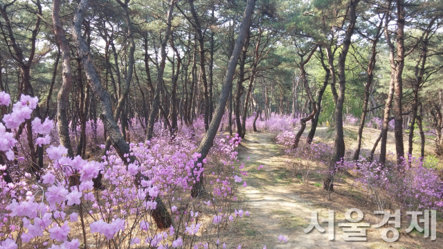 세종대왕릉 진달래 숲길. 사진 제공=문화재청