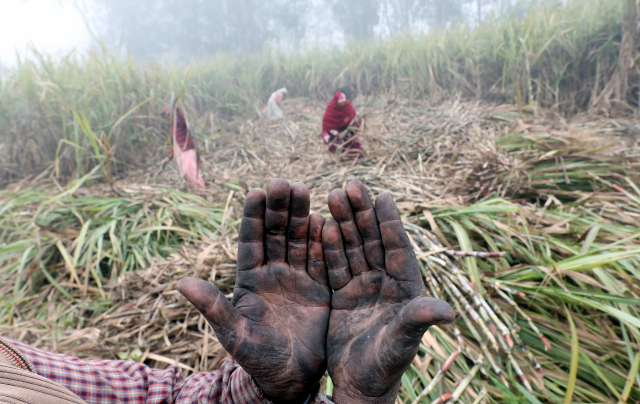 인도의 한 사탕수수 농장에서 노동자가 손을 들어 보이고 있다. EPA연합뉴스