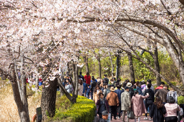 송파구, 27∼31일 석촌호수에서 '호수벚꽃축제' 개최