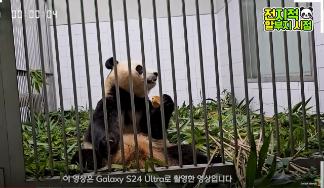 에버랜드 사육사들이 유튜브 채널 '말하는 동물원 뿌빠TV'에 갤럭시 S24 울트라를 통해 촬영해 게재한 푸바오 영상 장면. 유튜브 캡처
