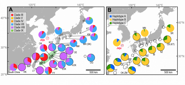제주도와 인근 해역에 서식하는 바다거북 개체군의 미토콘드리아 DNA 하플로타입의 구성(A=푸른바다거북, B=붉은바다거북). 그림 A에서 연두색으로 표시된 지역은 일본 남부에 위치한 류큐 열도로, 제주도 바다거북 개체군과 높은 유전자 연결성을 보였다. 검은색 테두리의 파이 그래프는 번식지를 나타냄. 제주도를 제외한 각 지역의 이름은 줄임말로 표시. 자료제공=인하대학교