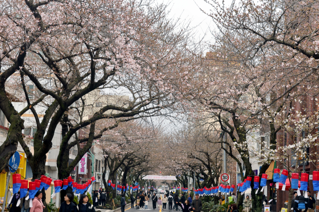 지난 24일 벚꽃 명소인 제주시 전농로에서 열린 제17회 전농로 왕벚꽃 축제에 나들이객과 관광객 발길이 이어지고 있다. 연합뉴스