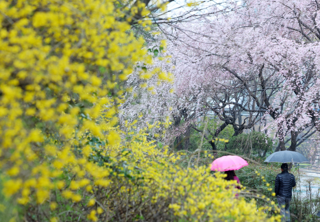 봄비가 내린 25일 오후 부산 해운대구 한 거리에 활짝 핀 개나리와 벚꽃 사이로 우산을 쓴 시민들이 지나가고 있다. 부산 지역은 이날 벚꽃이 공식 개화했다. 연합뉴스