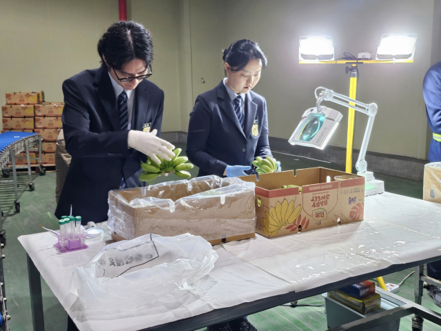 검역관들이 27일 경기도 평택항 검역본부에서 수입 바나나 표본에 대한 현장 검역을 진행하고 있다. 평택=박신원 기자