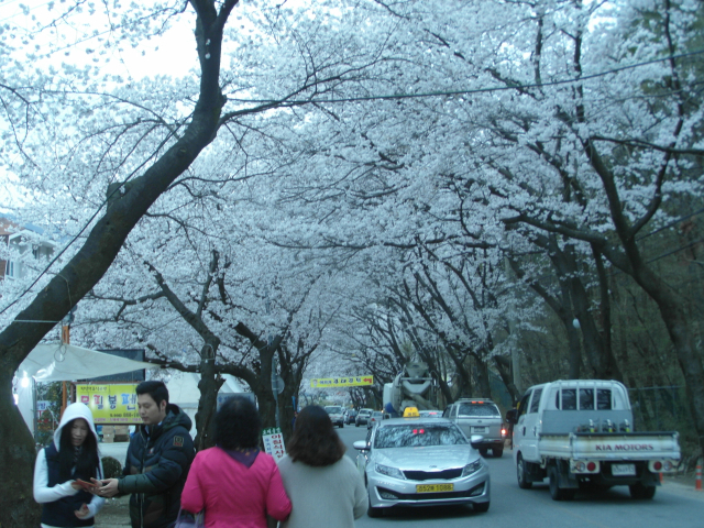 충남의 대표 벚꽃축제인 계룡산 벚꽃문화페스티벌이 4월7일까지 열린다. 사진제공=공주시