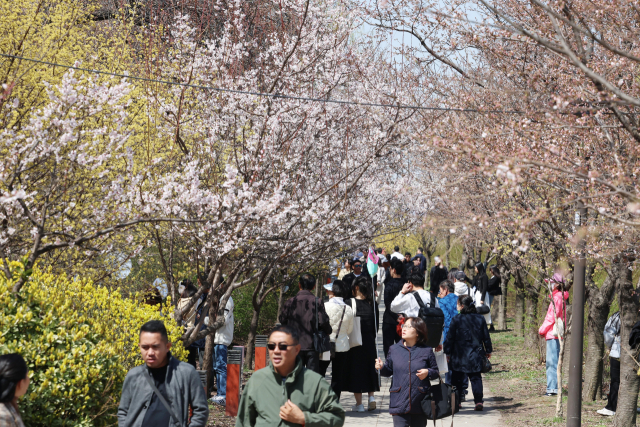 전국이 대체로 맑은 날씨를 보인 31일 ‘여의도 봄꽃축제’가 진행중인 서울 영등포구 여의서로 일대를 찾은 시민들이 봄기운을 만끽하고 있다. 신태현 기자