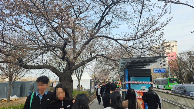 지난달 31일 서울 영등포구 여의도공원 인근 여의도 봄꽃축제 현장. 채민석 기자