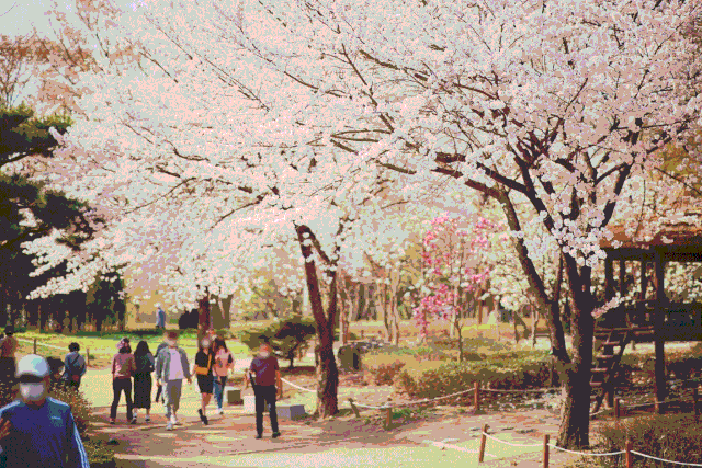 인천대공원 벚꽃. 사진제공=인천시