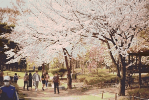 "벚꽃구경 오세요" 인천대공원 벚꽃축제 6일~7일 이틀간 개최