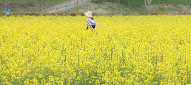 2일 오후 경남 창녕군 남지읍 창녕 낙동강변 유채꽃 단지가 노랗게 물들어 눈길을 끈다. 창녕군은 4일부터 7일까지 '제19회 창녕낙동강유채축제'를 이곳에서 개최한다고 설명했다. 사진제공=연합뉴스