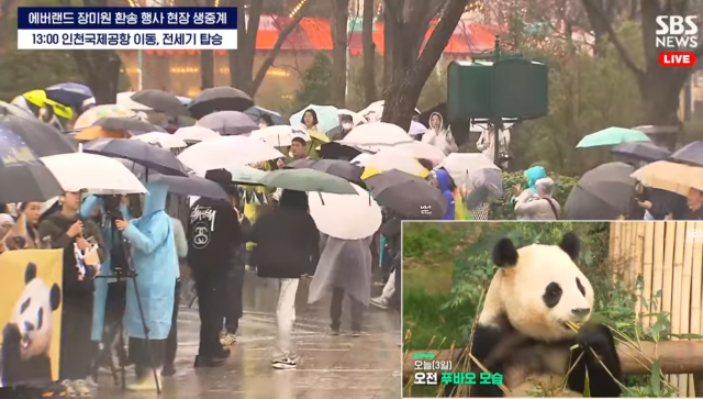 빗속에서 푸바오를 배웅하는 팬들. / 출처=SBS